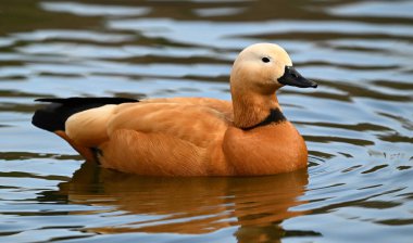 Gölde bir tarçın ördeği