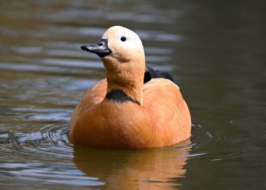 Gölde bir tarçın ördeği