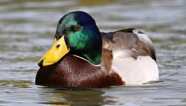 Gölde güzel bir yaban ördeği