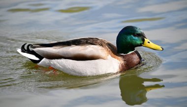 Gölde güzel bir yaban ördeği