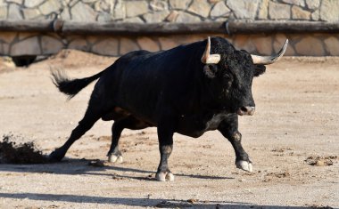 İspanya 'da büyük boynuzlu siyah boğa geleneksel boğa güreşi gösterisinde
