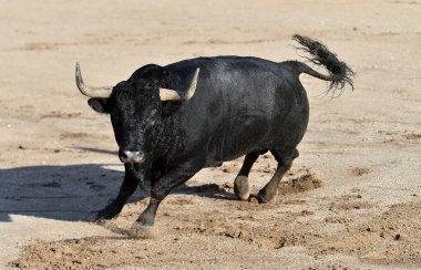 İspanya 'da büyük boynuzlu siyah boğa geleneksel boğa güreşi gösterisinde