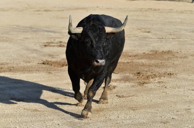 İspanya 'da büyük boynuzlu siyah boğa geleneksel boğa güreşi gösterisinde