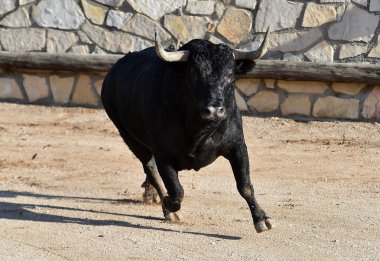İspanya 'da geleneksel boğa güreşi gösterisinde boynuzlu siyah boğa