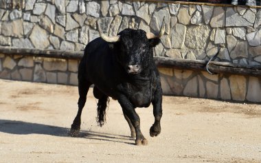 İspanya 'da geleneksel boğa güreşi gösterisinde boynuzlu siyah boğa
