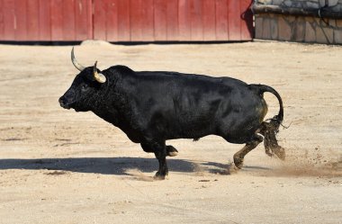 İspanya 'da geleneksel boğa güreşi gösterisinde boynuzlu siyah boğa