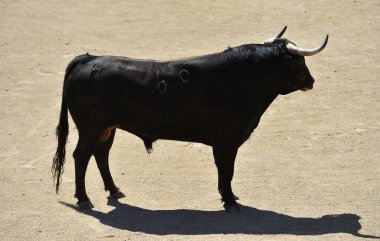 İspanya 'da geleneksel boğa güreşi gösterisinde boynuzlu bir boğa dövüşü.