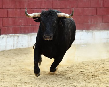 İspanya 'da geleneksel boğa güreşi gösterisinde boynuzlu bir boğa.