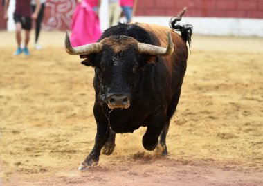 İspanya 'da geleneksel boğa güreşi gösterisinde boynuzlu bir boğa.