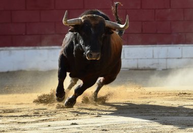İspanya 'da geleneksel boğa güreşi gösterisinde boynuzlu bir boğa.