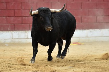 İspanya 'da geleneksel boğa güreşi gösterisinde boynuzlu İspanyol boğası