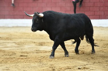 İspanya 'da geleneksel boğa güreşi gösterisinde boynuzlu İspanyol boğası
