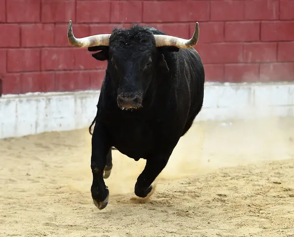 İspanya 'da geleneksel boğa güreşi gösterisinde boynuzlu bir boğa.