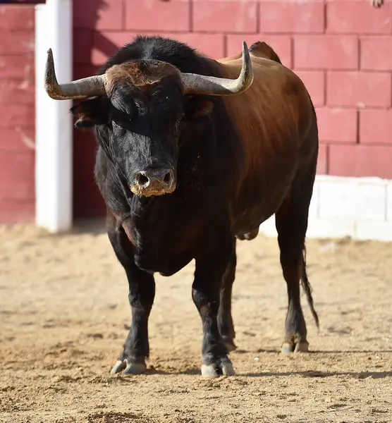 İspanya 'da geleneksel boğa güreşi gösterisinde boynuzlu bir boğa.