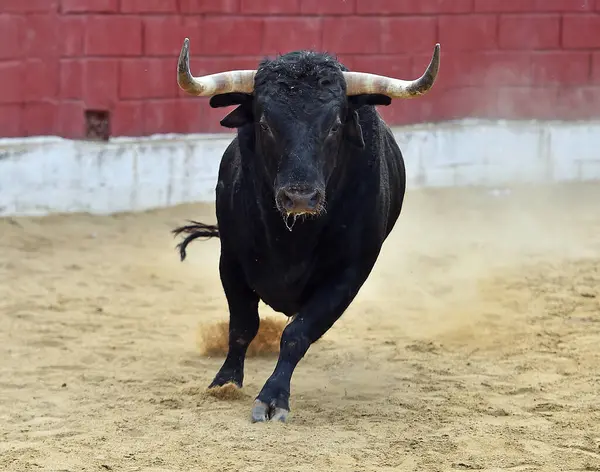 İspanya 'da geleneksel boğa güreşi gösterisinde boynuzlu İspanyol boğası