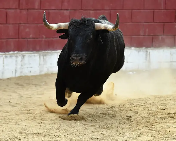 İspanya 'da geleneksel boğa güreşi gösterisinde boynuzlu İspanyol boğası