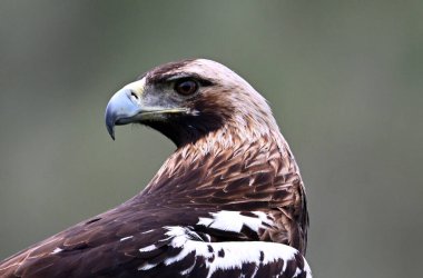 İspanya 'daki dağda imparatorluk kartalı