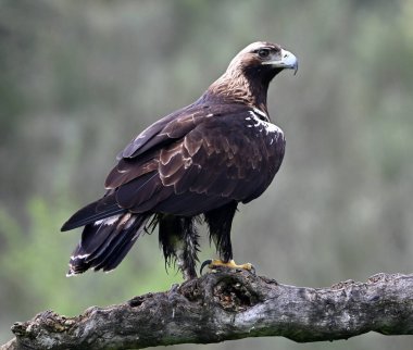 İspanya 'daki dağda imparatorluk kartalı