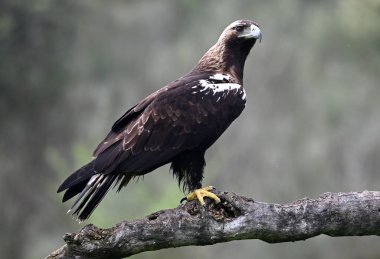 İspanya 'daki dağda imparatorluk kartalı