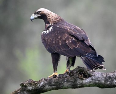 İspanya 'daki dağda imparatorluk kartalı