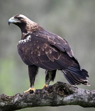 İspanya 'daki dağda imparatorluk kartalı