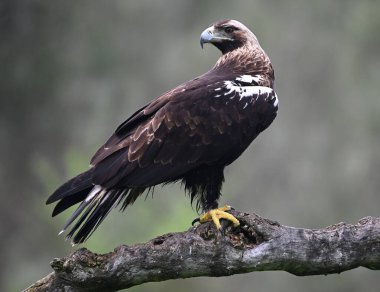 İspanya 'da görkemli bir imparatorluk kartalı.