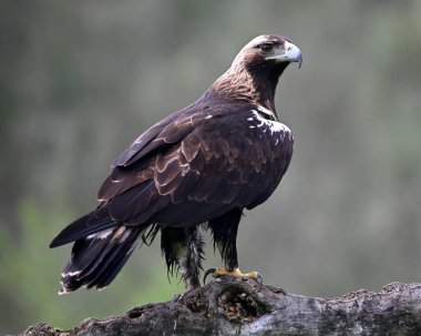 İspanya 'da görkemli bir imparatorluk kartalı.