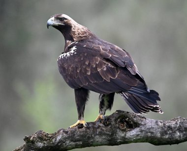 İspanya 'da görkemli bir imparatorluk kartalı.