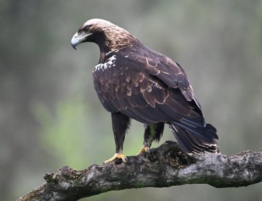 İspanya 'da görkemli bir imparatorluk kartalı.