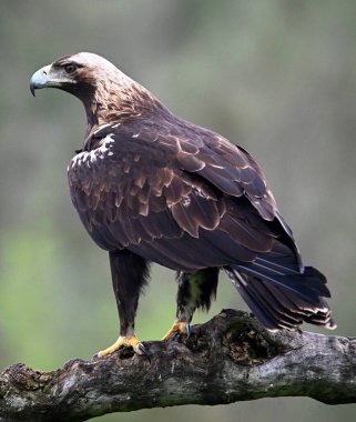 İspanya 'da görkemli bir imparatorluk kartalı.