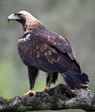 İspanya 'da görkemli bir imparatorluk kartalı.