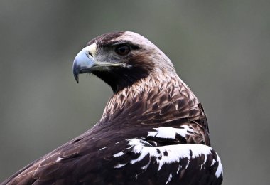 İspanya 'da görkemli bir imparatorluk kartalı.