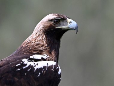 İspanya 'da görkemli bir imparatorluk kartalı.