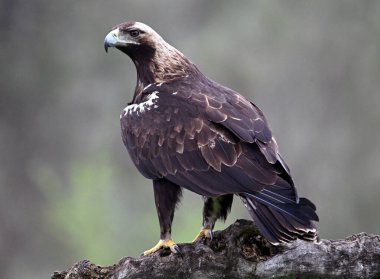 İspanya 'da görkemli bir imparatorluk kartalı.