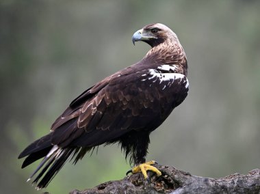 İspanya 'da görkemli bir imparatorluk kartalı.