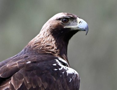 İspanya 'da görkemli bir imparatorluk kartalı.