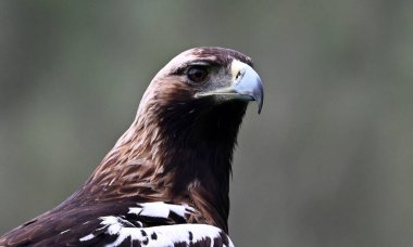 İspanya 'da görkemli bir imparatorluk kartalı.