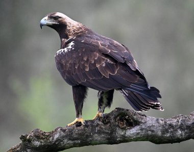 İspanya 'da görkemli bir imparatorluk kartalı.