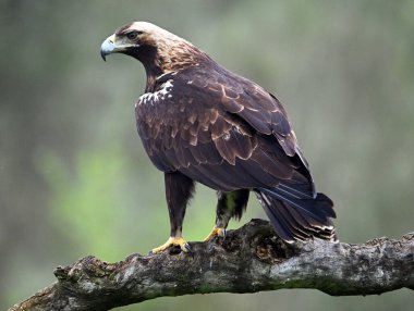 İspanya 'da görkemli bir imparatorluk kartalı.