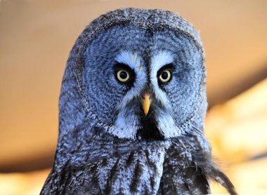 Güzel bir boynuzlu baykuş.