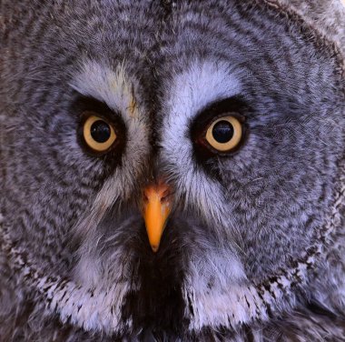 Güzel bir boynuzlu baykuş.