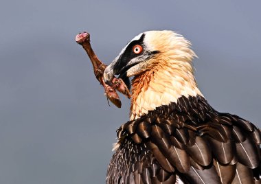 Dağda güçlü sakallı bir akbaba