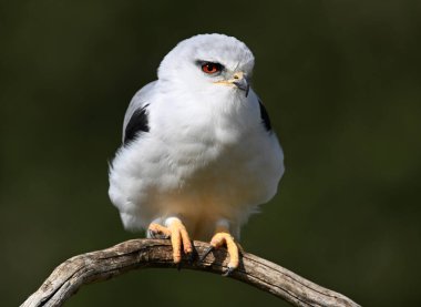 İspanya 'da güzel mavi bir uçurtma