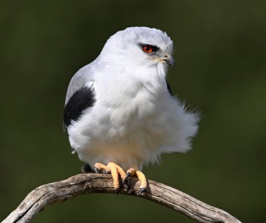 İspanya 'da güzel mavi bir uçurtma