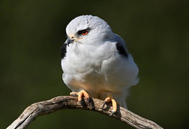 İspanya 'da güzel mavi bir uçurtma