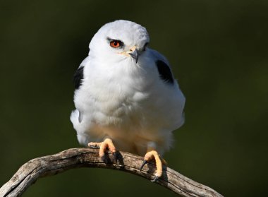 İspanya 'da güzel mavi bir uçurtma