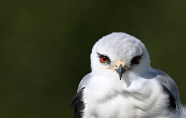 İspanya 'da güzel mavi bir uçurtma