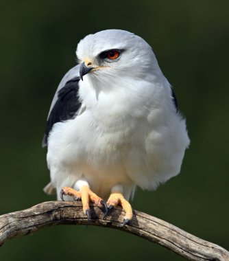 İspanya 'da güzel mavi bir uçurtma