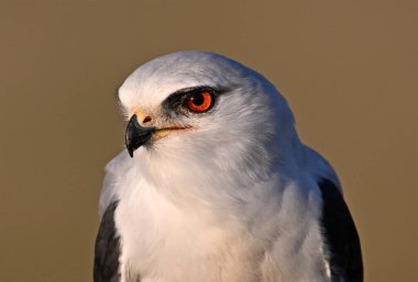 İspanya 'da güzel mavi bir uçurtma