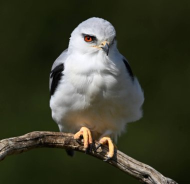 İspanya 'da güzel mavi bir uçurtma